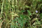 Erodium ciconium