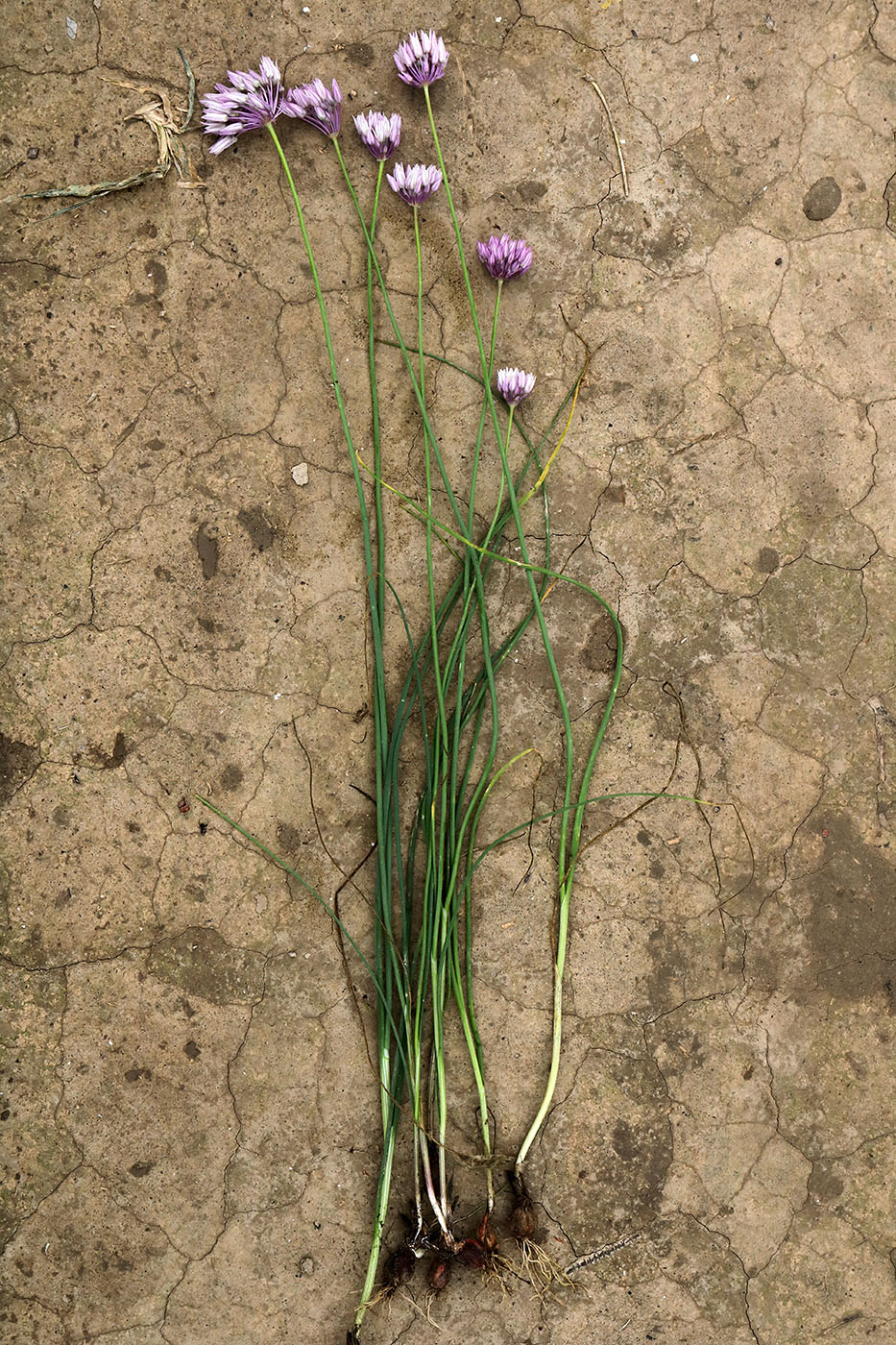 Image of Allium griffithianum specimen.