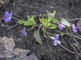 Viola hirta. Цветущее растение. Пермский край, Кунгурский р-н, ур. Подкаменная гора, крутой склон лога. 06.05.2022.