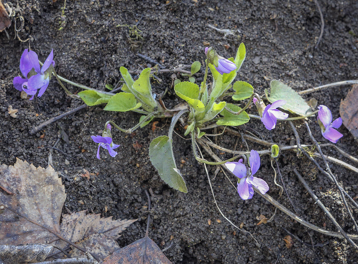 Image of Viola hirta specimen.