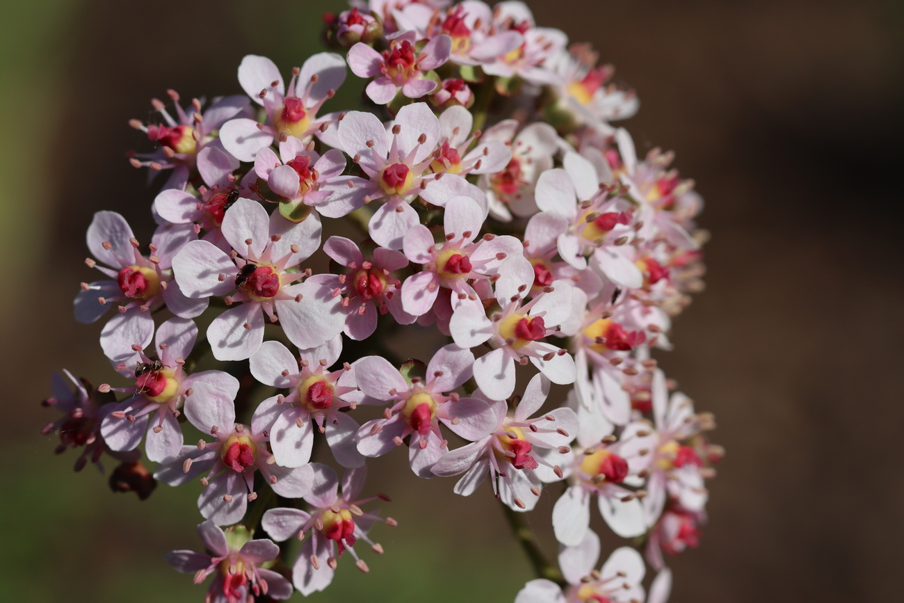 Image of Darmera peltata specimen.