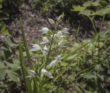 Cephalanthera longifolia