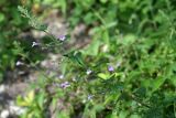 Clinopodium nepeta. Верхушка цветущего растения (Calamintha officinalis Moench). Республика Абхазия, окр. Нового Афона. 20.08.2009.