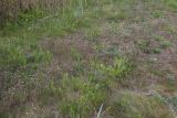 Arabidopsis thaliana