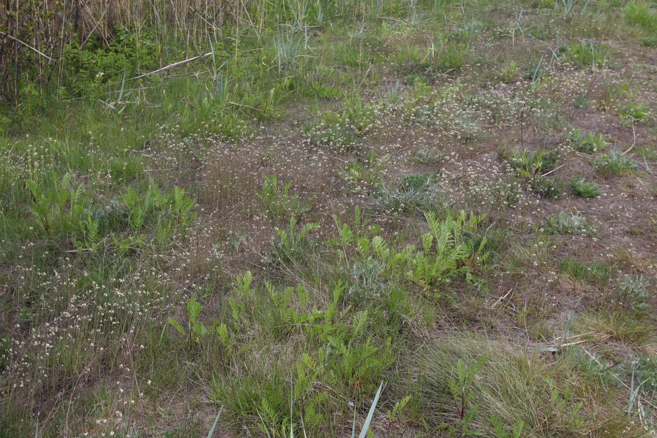 Image of Arabidopsis thaliana specimen.