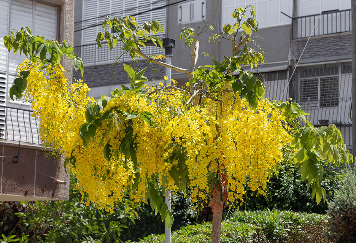 Изображение особи Cassia fistula.
