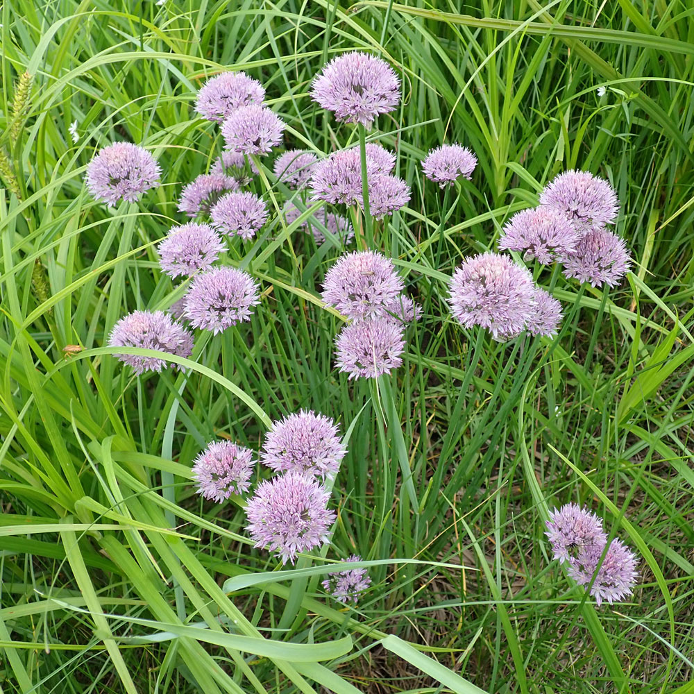 Image of Allium maximowiczii specimen.