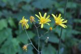 род Hieracium