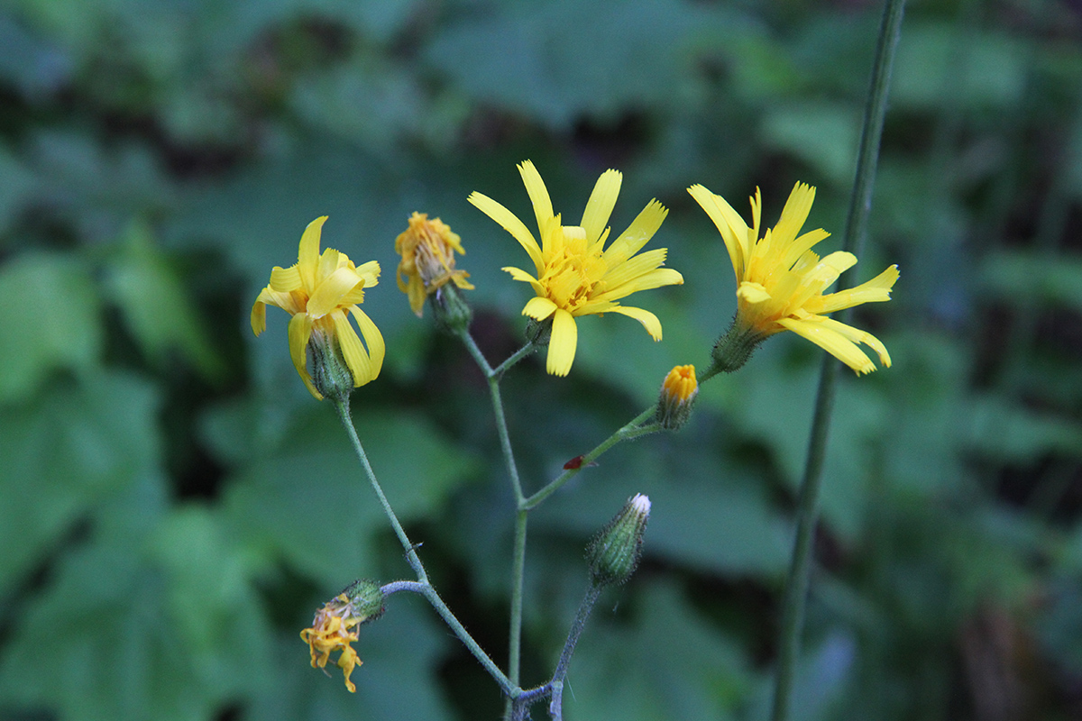 Изображение особи род Hieracium.