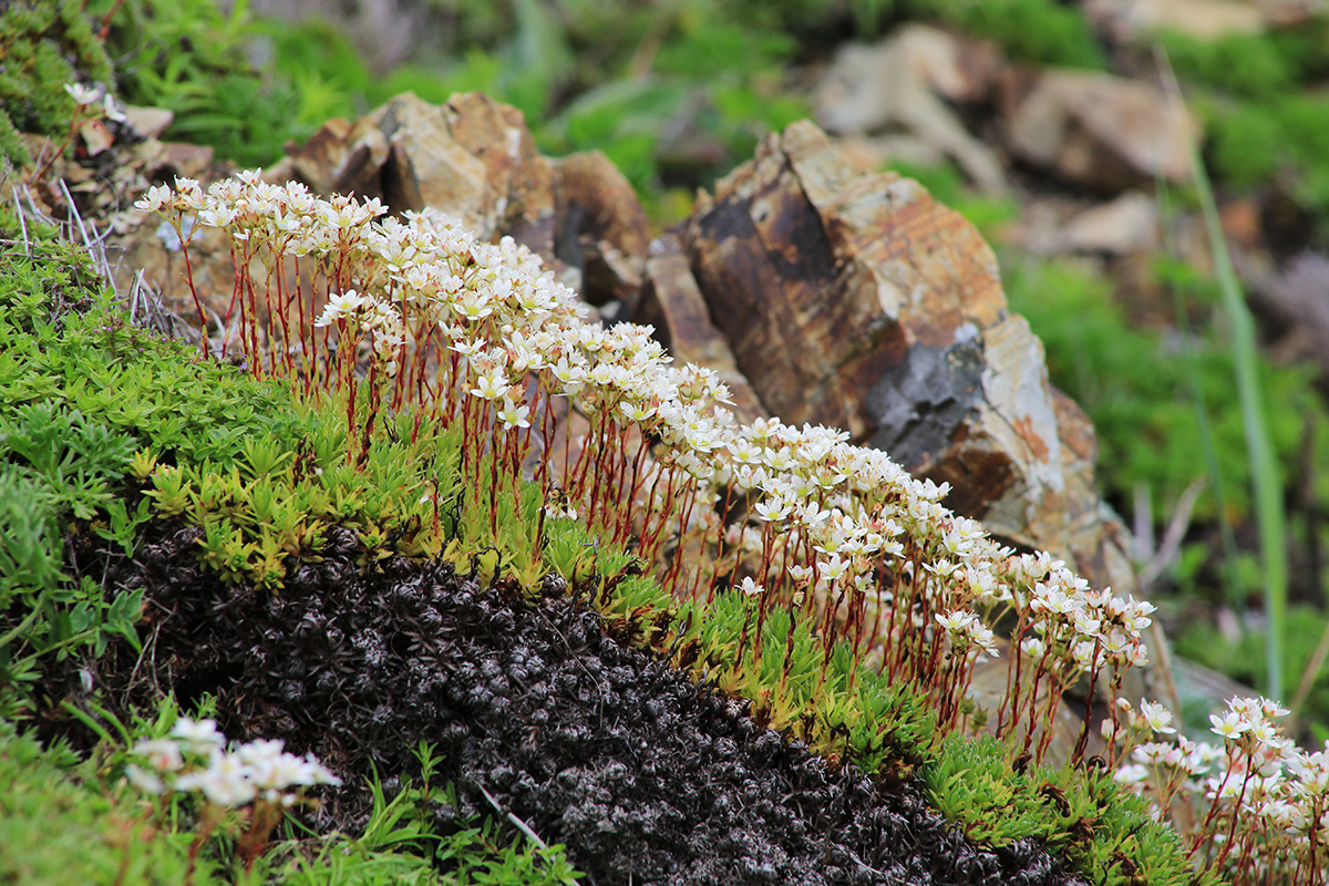 Изображение особи Saxifraga ascoldica.