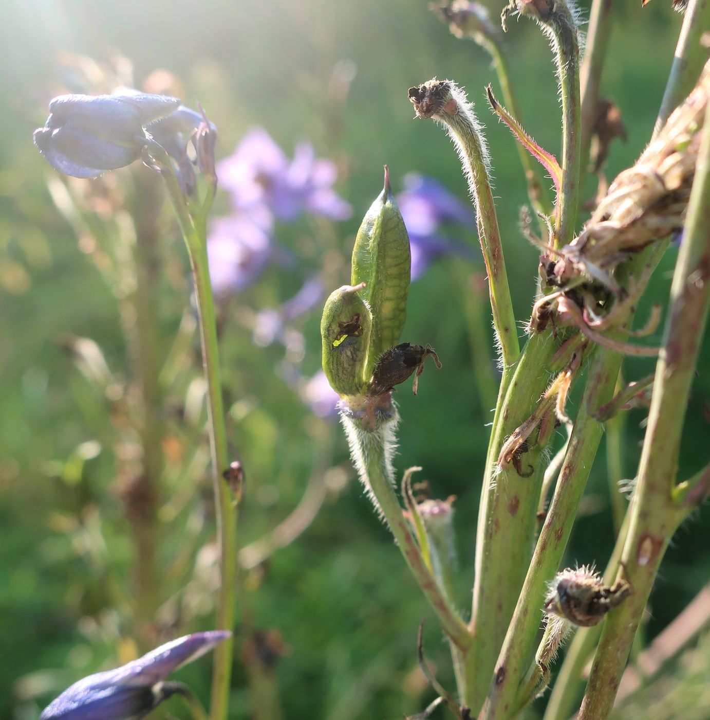 Изображение особи Delphinium elatum.