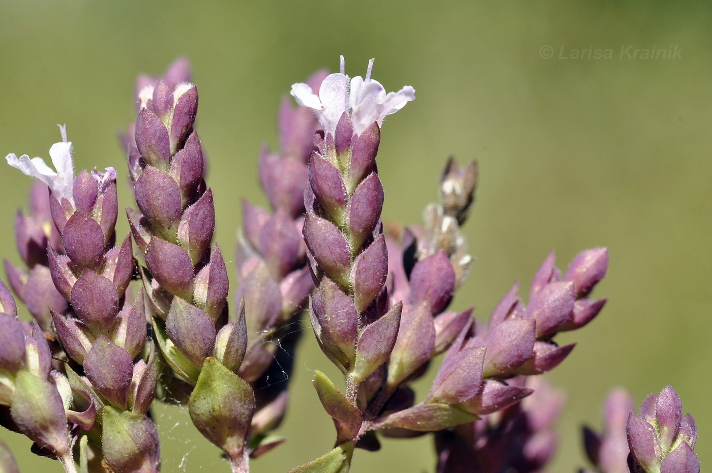 Image of Origanum vulgare specimen.