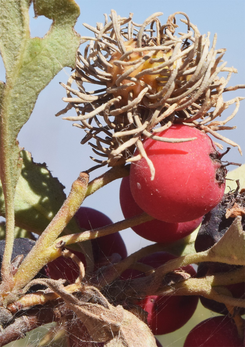 Image of Cotoneaster soongoricus specimen.