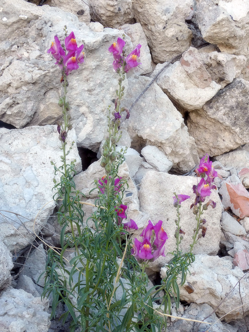 Изображение особи Antirrhinum majus.