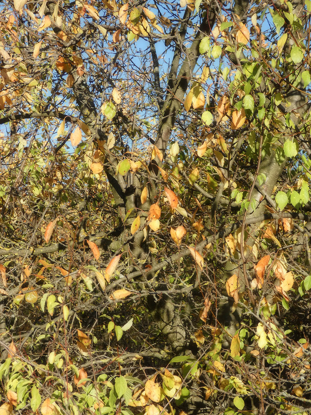 Изображение особи Prunus domestica.