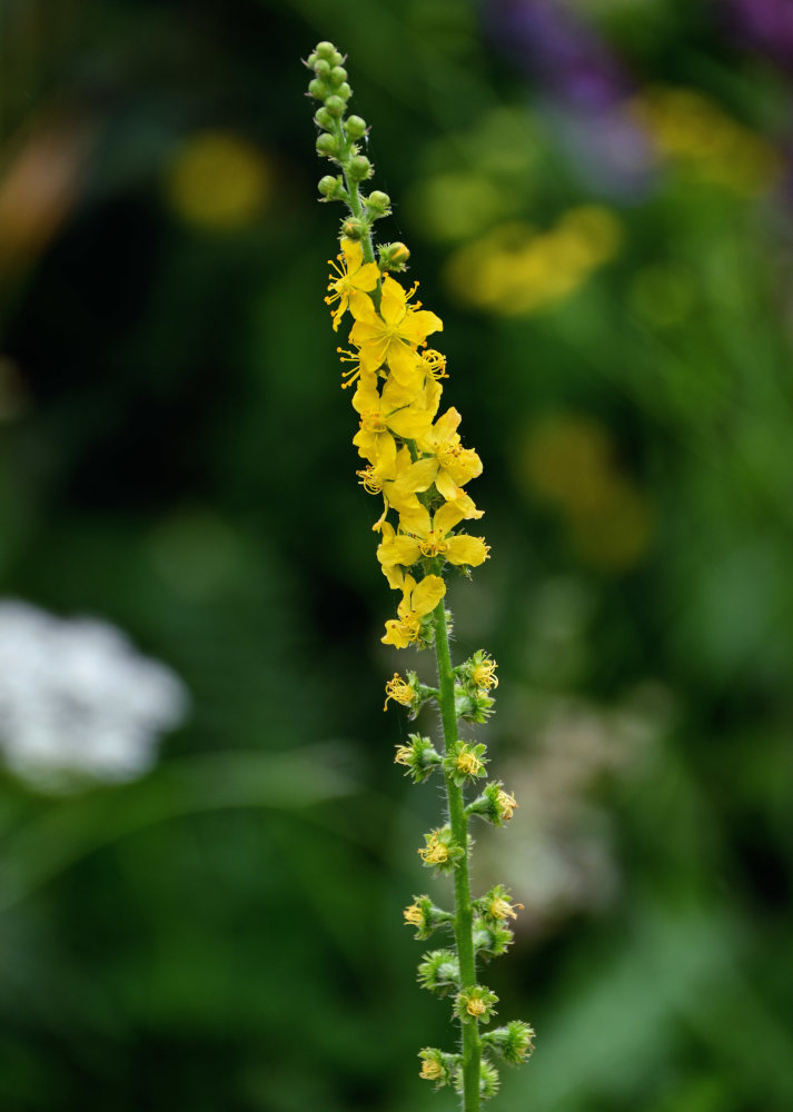 Image of Agrimonia eupatoria specimen.