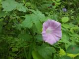 Calystegia inflata