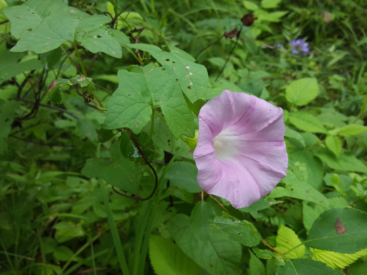 Изображение особи Calystegia inflata.