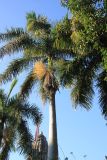familia Arecaceae. Цветущее растение. Индия, штат Раджастхан, окрун Пали, национальный заповедник \"Кombhalgarh\". 09.12.2022.