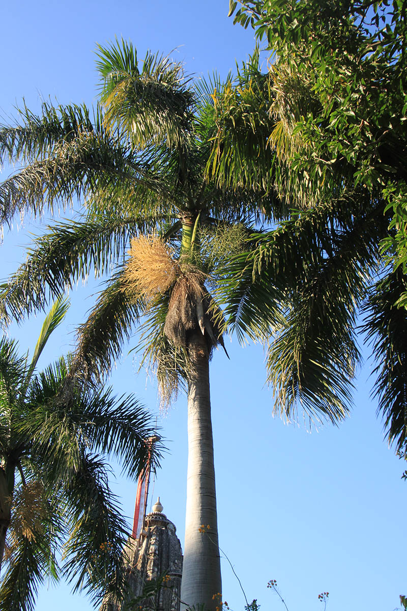 Image of familia Arecaceae specimen.