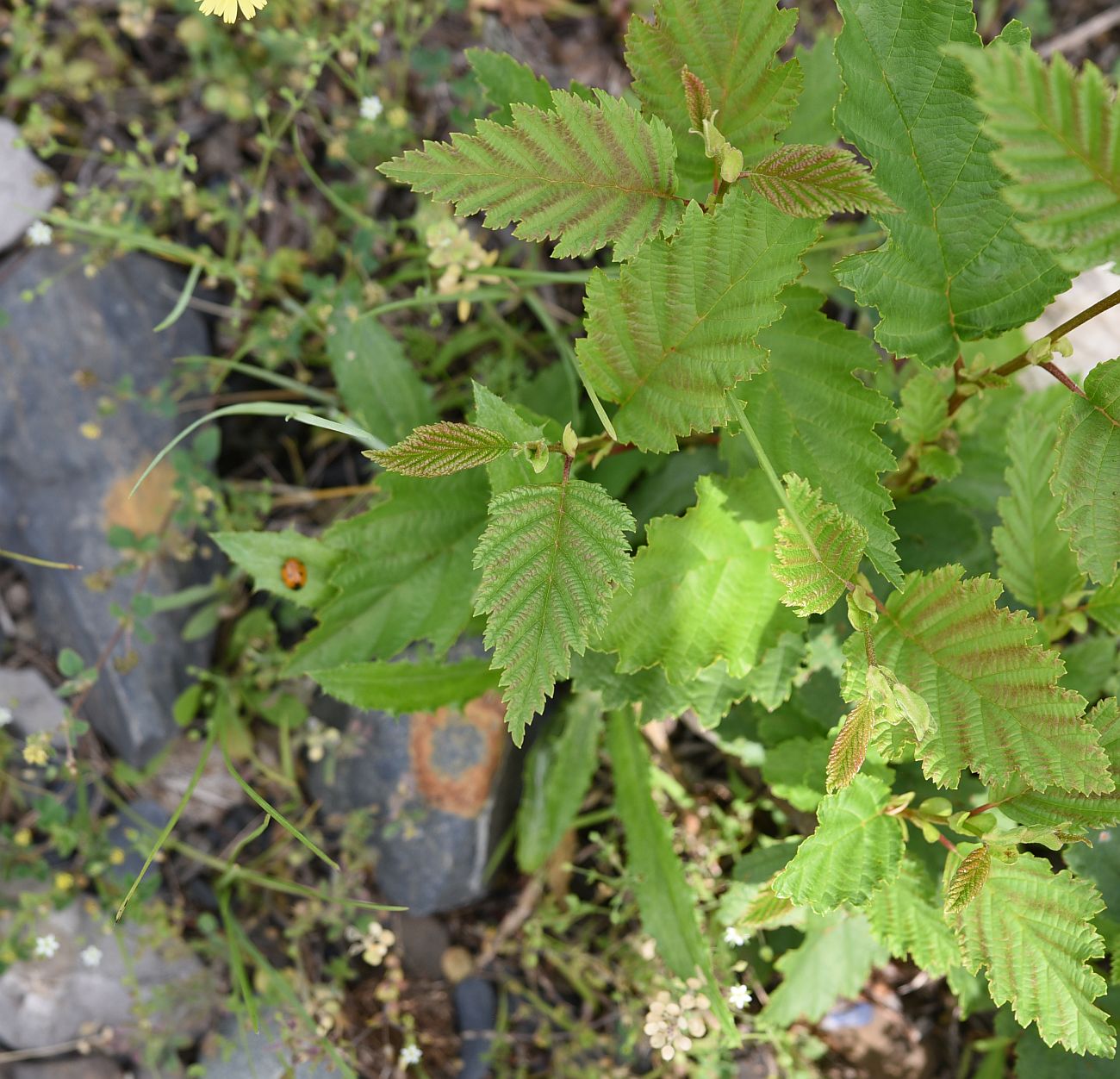 Image of Alnus incana specimen.