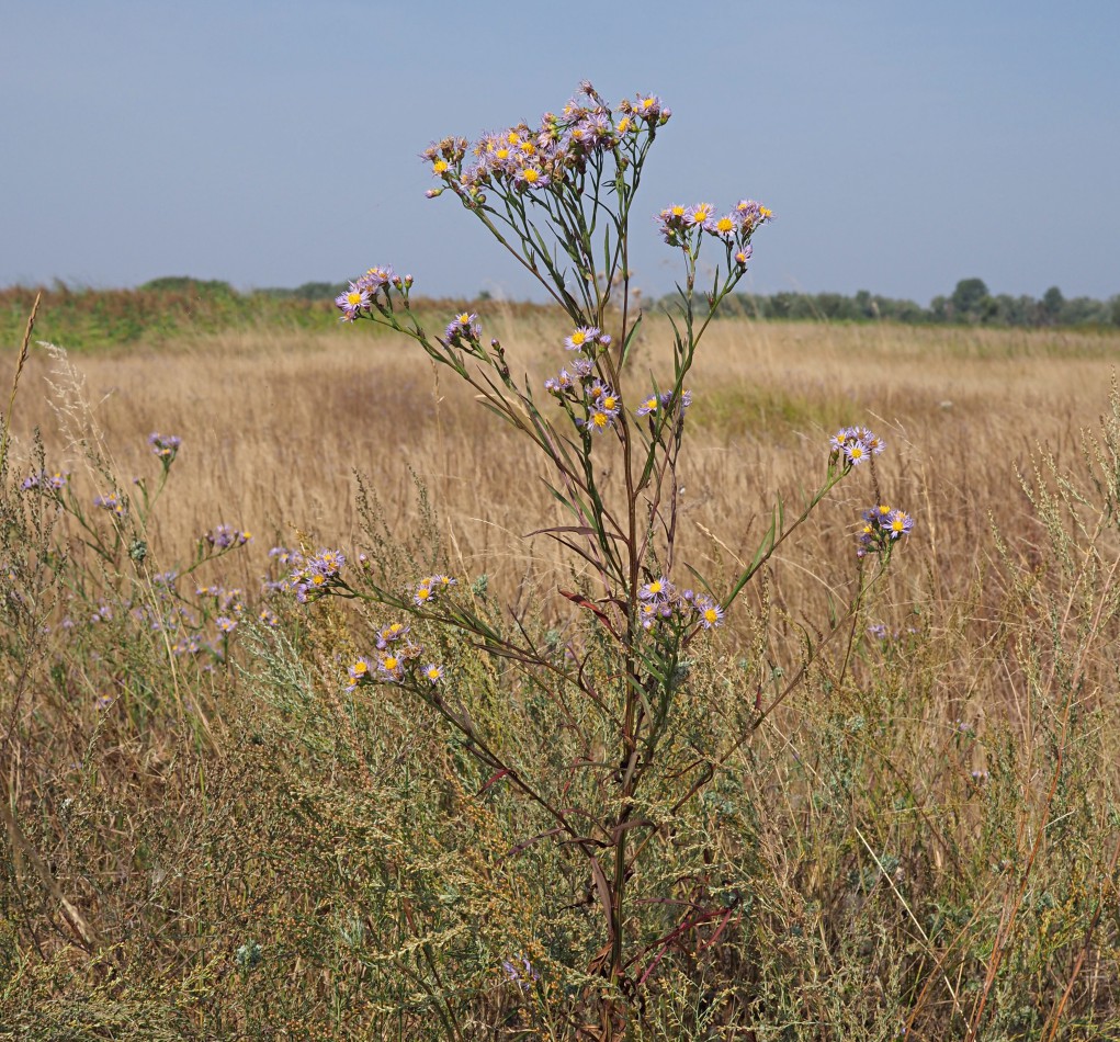 Image of Tripolium pannonicum specimen.