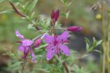 Chamaenerion colchicum