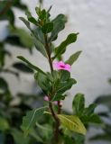 Catharanthus roseus