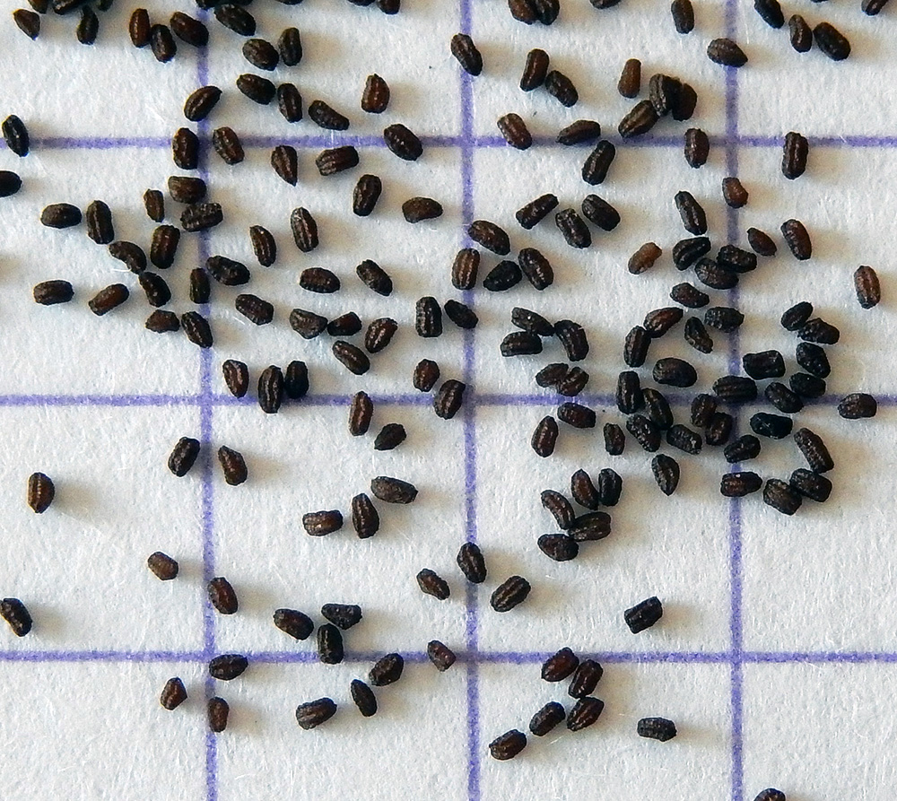 Image of Scrophularia nodosa specimen.
