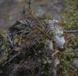 genus Peltigera