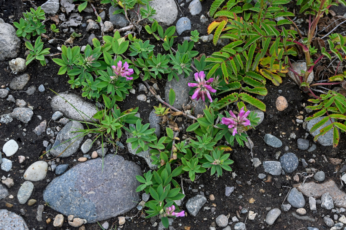 Изображение особи Trifolium pacificum.