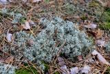 Cladonia arbuscula. Талломы с апотециями. Республика Татарстан, окр. г. Набережные Челны, Шильнинский лес (ПП «Боровецкие ключи»), сосновый лес. 13.09.2022.