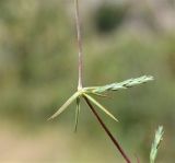 Crucianella imbricata