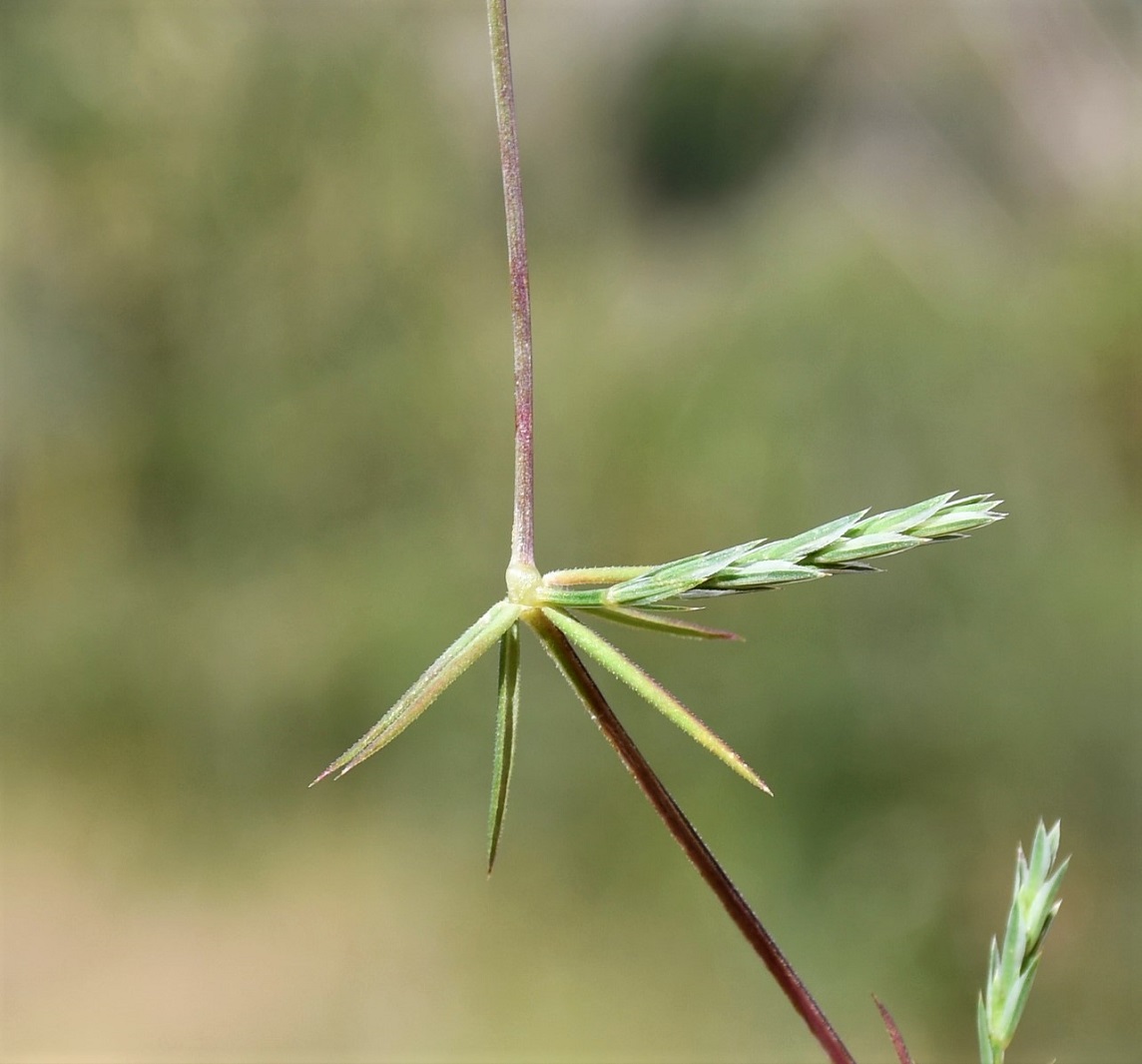Изображение особи Crucianella imbricata.