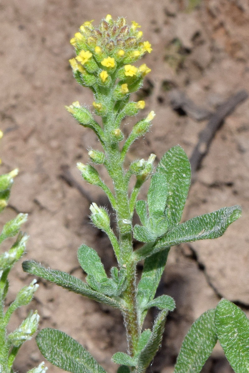 Изображение особи Alyssum stenostachyum.