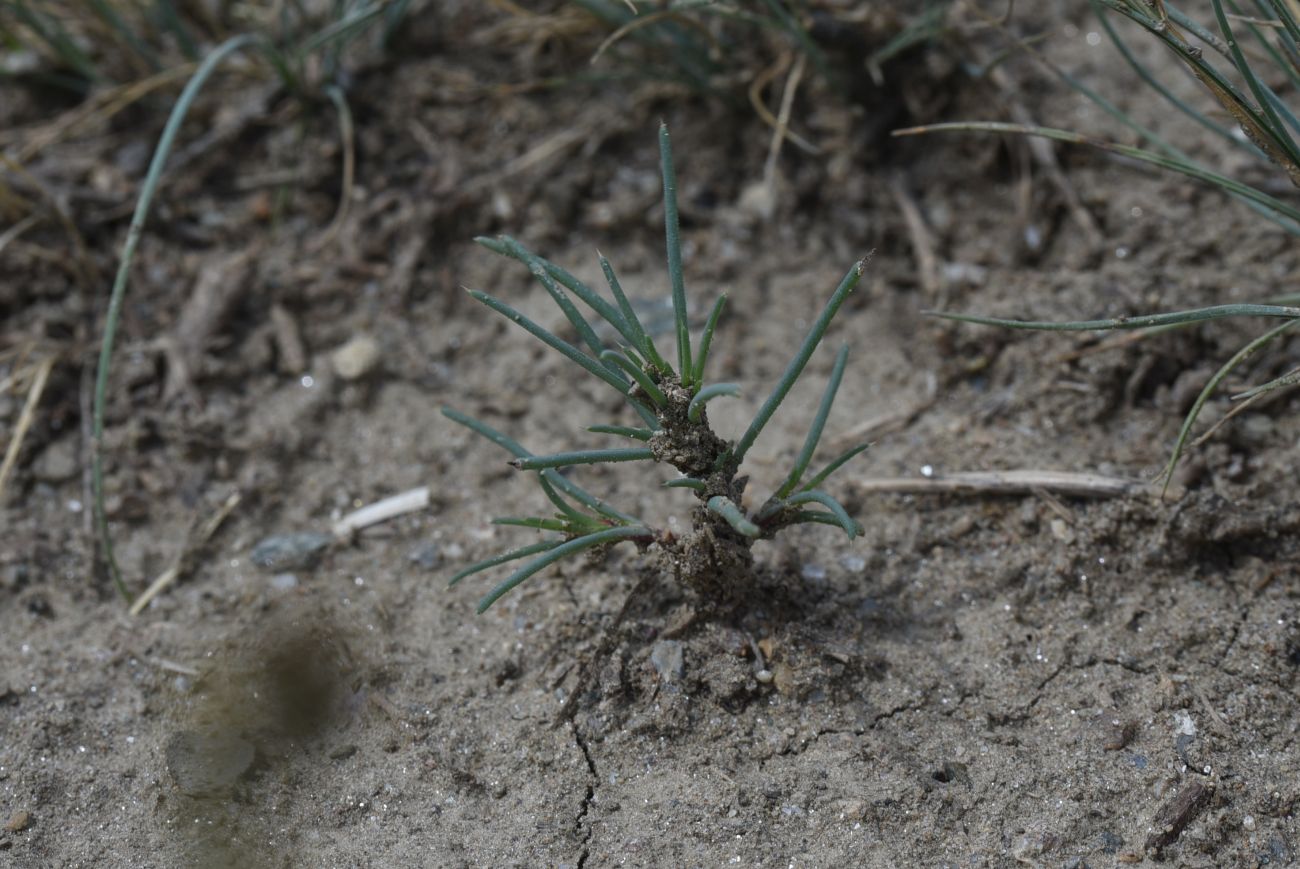 Image of class Magnoliopsida specimen.