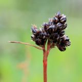 Luzula multiflora ssp. frigida