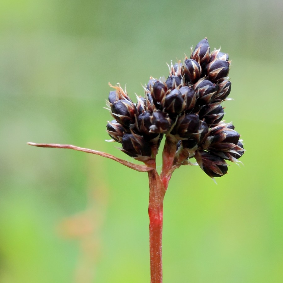 Image of Luzula multiflora ssp. frigida specimen.