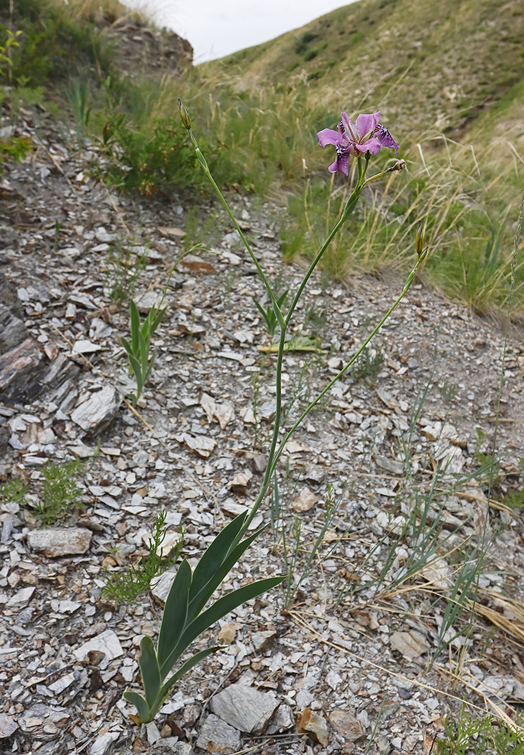 Image of Pardanthopsis dichotoma specimen.