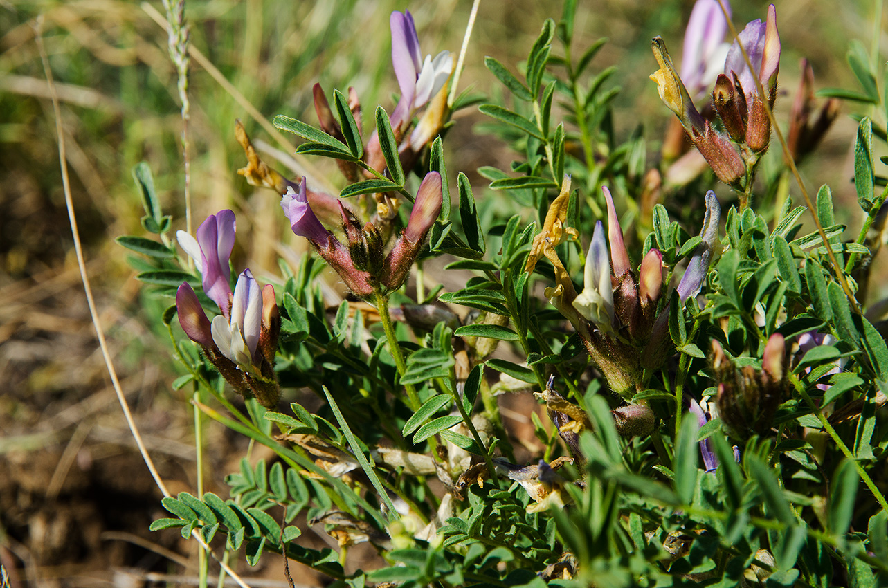 Изображение особи род Oxytropis.