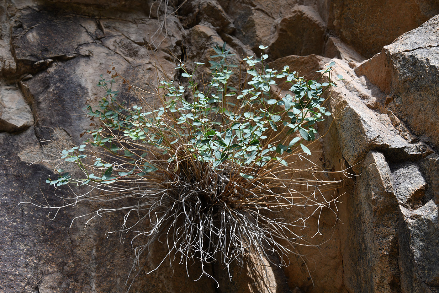 Image of Euphorbia pachyrrhiza specimen.