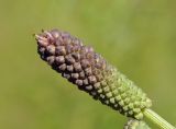 Sanguisorba officinalis. Верхушка побега с развивающимся соцветием с бутонами и первым распустившимся цветком. Приморский край, Уссурийский гор. округ, окр. с. Монакино, покосный луг на небольшой сопке. 20.07.2023.