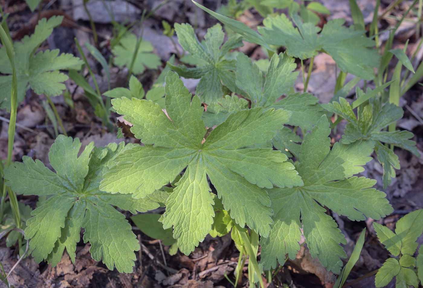 Image of Geranium sylvaticum specimen.