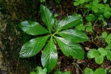 Helleborus caucasicus. Лист. Грузия, Самцхе-Джавахети, г. Боржоми, опушка смешанного леса. 11.06.2023.