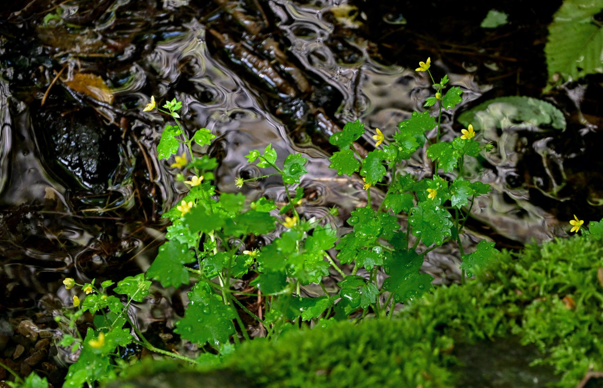 Image of Saxifraga cymbalaria specimen.