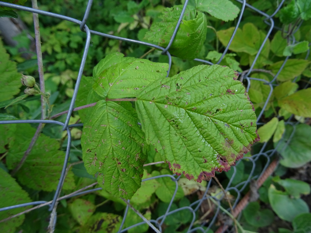 Image of Rubus caesius specimen.