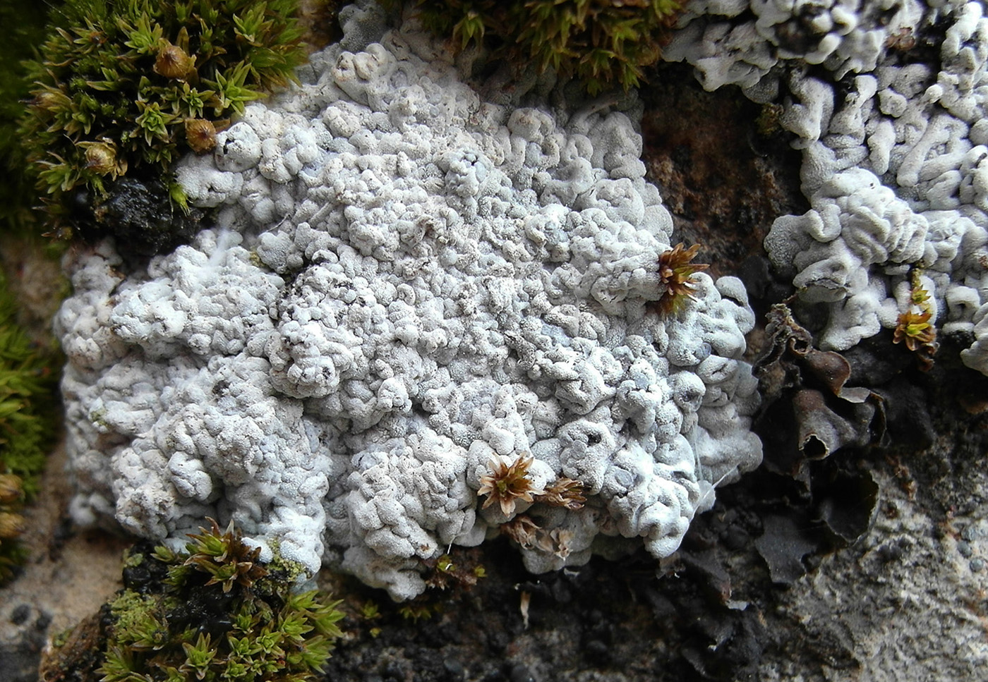 Image of genus Lepraria specimen.