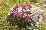 Pedicularis nordmanniana. Цветущее растение. Карачаево-Черкесия, Карачаевский р-н, Большой Кавказ, правый борт ущелья Кичкинекол, долина реки Таллычат, западный склон хребта под перевалом Малый Кичкинекол, ≈ 2900 м н.у.м., частично задернованная каменистая россыпь. 22.07.2023.