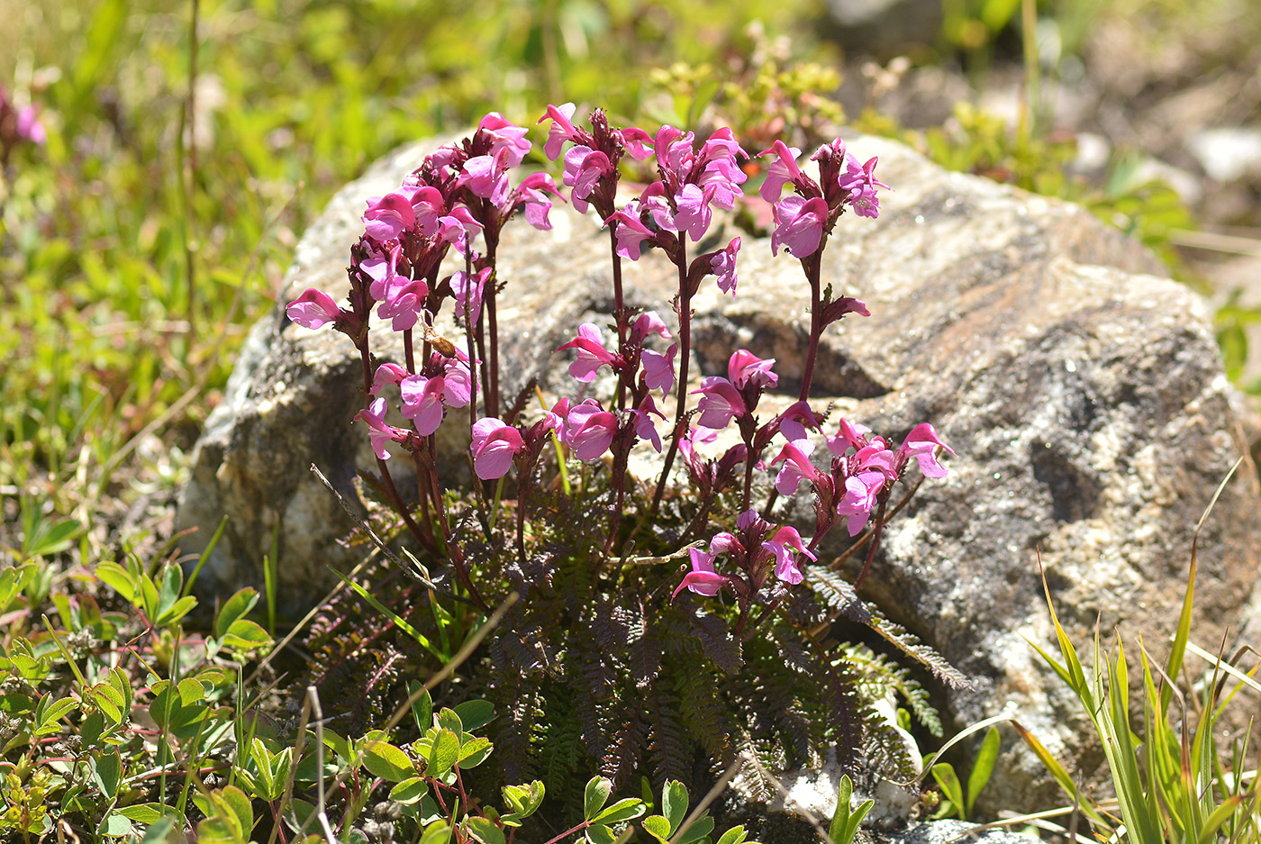 Image of Pedicularis nordmanniana specimen.
