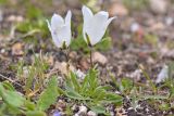 Campanula biebersteiniana. Цветущее растение (гипохромная морфа). Карачаево-Черкесия, Карачаевский р-н, Большой Кавказ, правый борт долины Узункол, осыпной южный склон горы Чатбаши в р-не \"средних чатских ночёвок\", ≈ 3130 м н.у.м., среди камней. 24.07.2023.